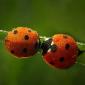 Wet Ladybugs