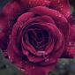 Rose in the Rain