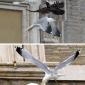 Pope’s Dove of Peace
