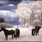 Infrared Trees