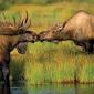 Moose Kiss