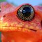 Reflecting Eyes