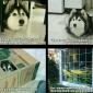 Husky Cat
