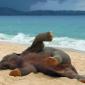 Baby elephant's first time at the beach