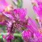 African Flower Mantid