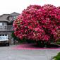 16 magnificent trees