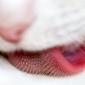 Closeup of a Cats Tongue