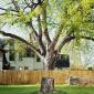 Disconnected Tree