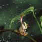 Frog Umbrella