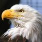 Alaskan Eagle