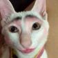 Makeup on a cat