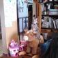 Playful Cat