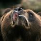 Bears and Bees