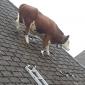 Cow on roof