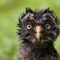Wet Owl