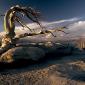 Twisted Tree