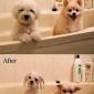 Before / After
