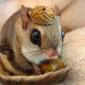 Squirrel wearing acorn as hat