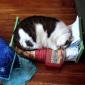 Kitty Bed