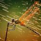 Rain pelting a dragonfly