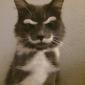Meow?