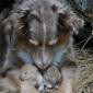Dog with bunnies