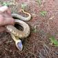 Hognose snake playing dead