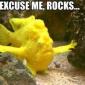 Sassy fish