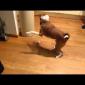 Basenji with egg