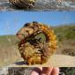 Armadillo Girdled Lizard