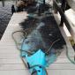 Kayak struck by lightning