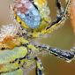 Bug Covered in Water
