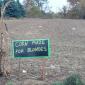 Corn Maze for Blondes
