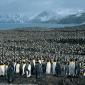 A Few Penguins
