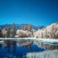 Infrared Trees