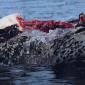 Seal vs Penguin