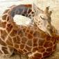 Sleeping Giraffe