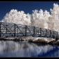 Infrared Trees