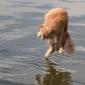 Hover Cat
