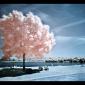 Infrared Trees