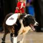 Monkey Rides A Dog