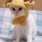 Billygoat Cat