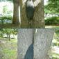Tired Tree