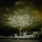 Infrared Trees