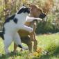 Cat Shuts Dog Up