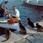 Cats Waiting For Fish