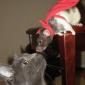 Super Rat And A Cat