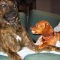 Canine Supremacy