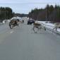 Caribou Crossing