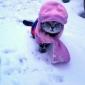 Cat Wearing Hat